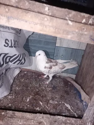 দুইটা কবুতর