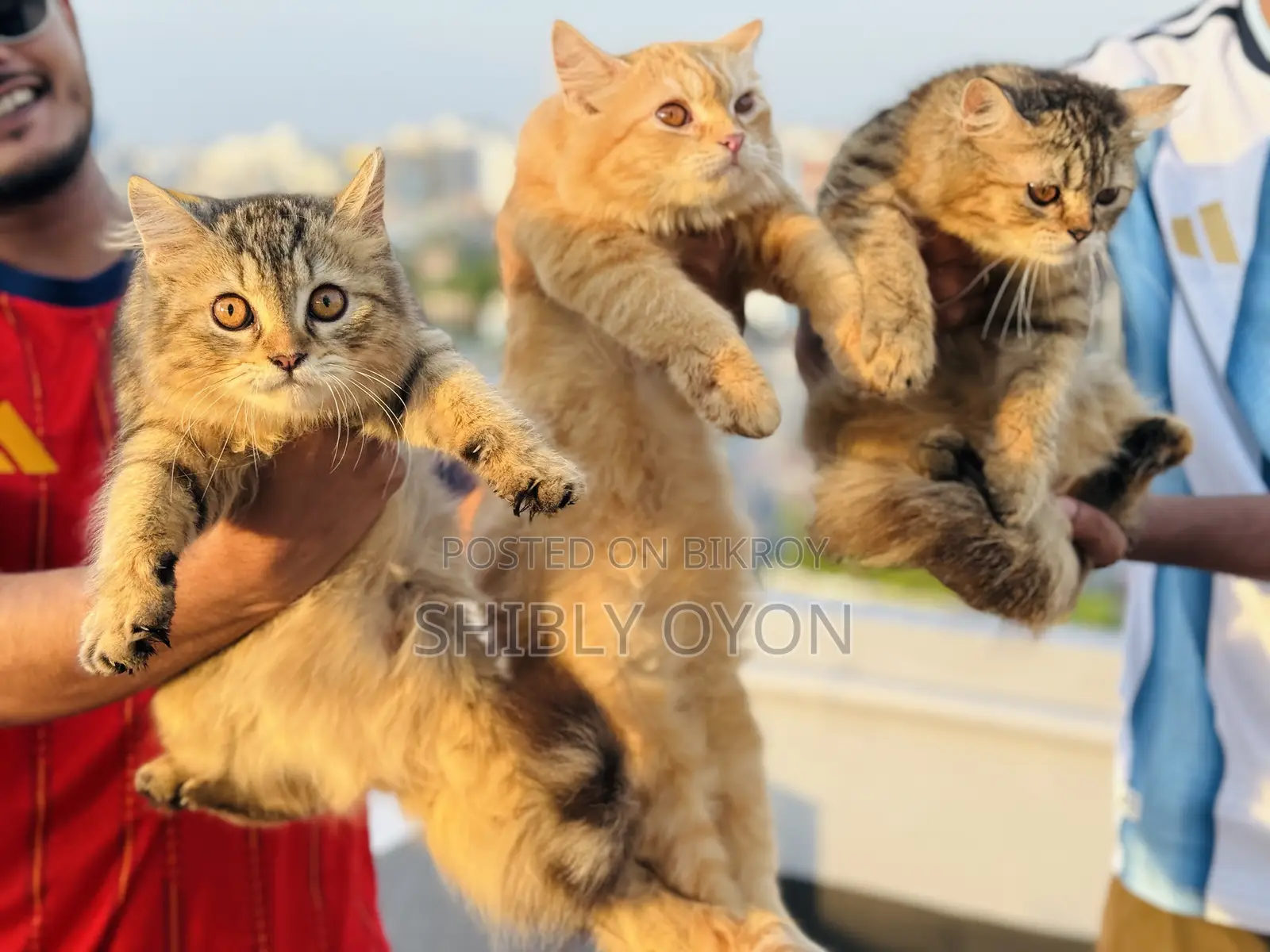 1-3 Months Female Purebred Persian