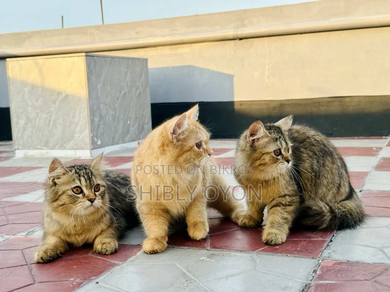 1-3 Months Female Purebred Persian