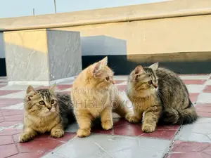 1-3 Months Female Purebred Persian
