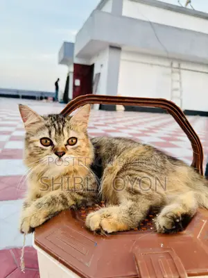 1-3 Months Female Purebred Persian