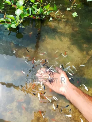 Molly Fish Molly