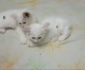 ১-৩ মাস বয়সী পুরুষ মিশ্র জাতের পার্সিয়ান বিড়াল