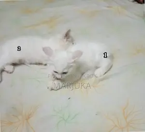 ১-৩ মাস বয়সী পুরুষ মিশ্র জাতের পার্সিয়ান বিড়াল