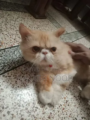 6-12 Months Male Purebred Persian