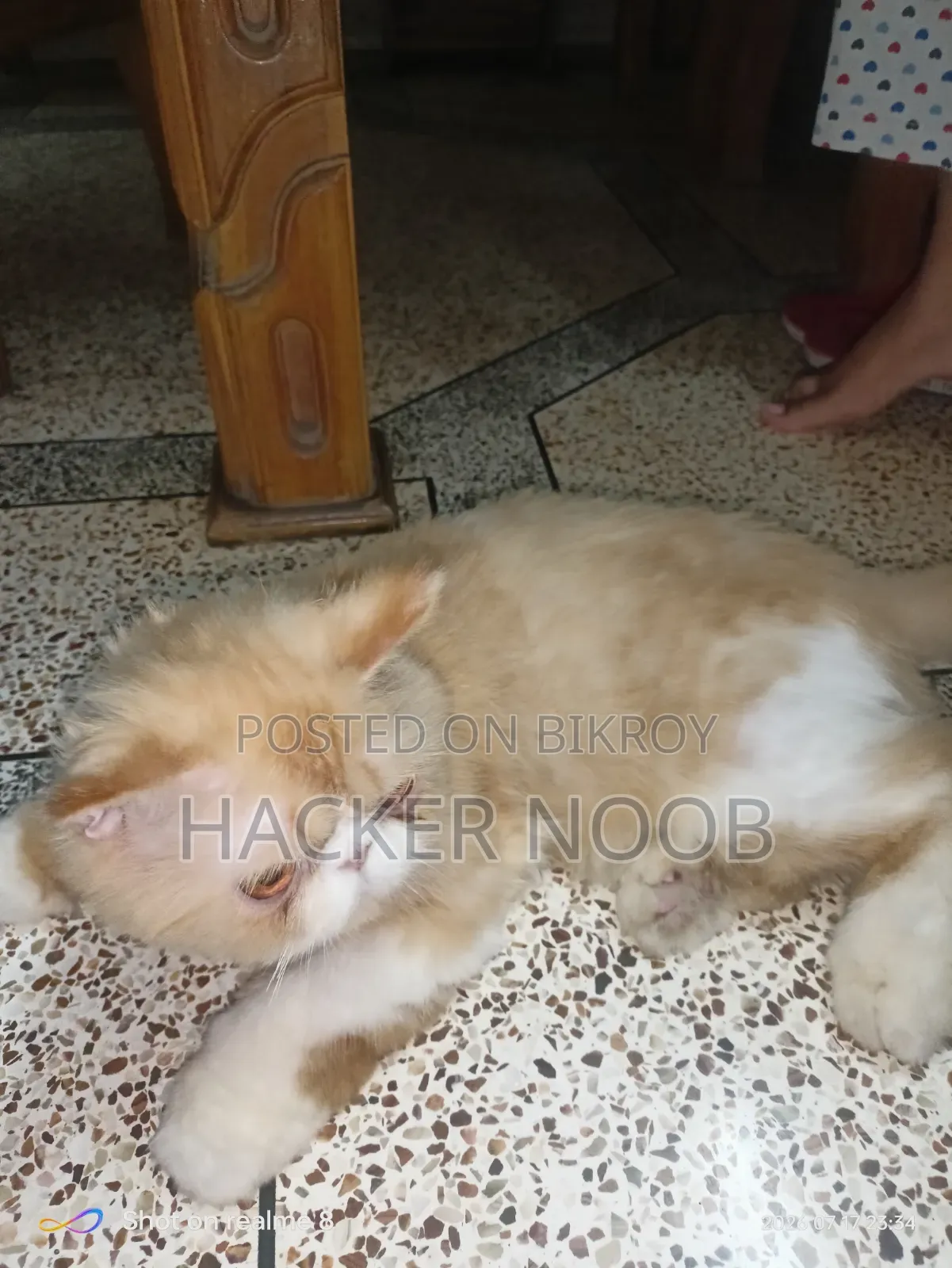 6-12 Months Male Purebred Persian