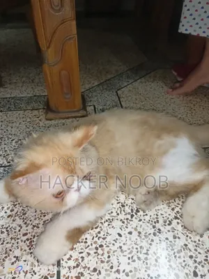 6-12 Months Male Purebred Persian