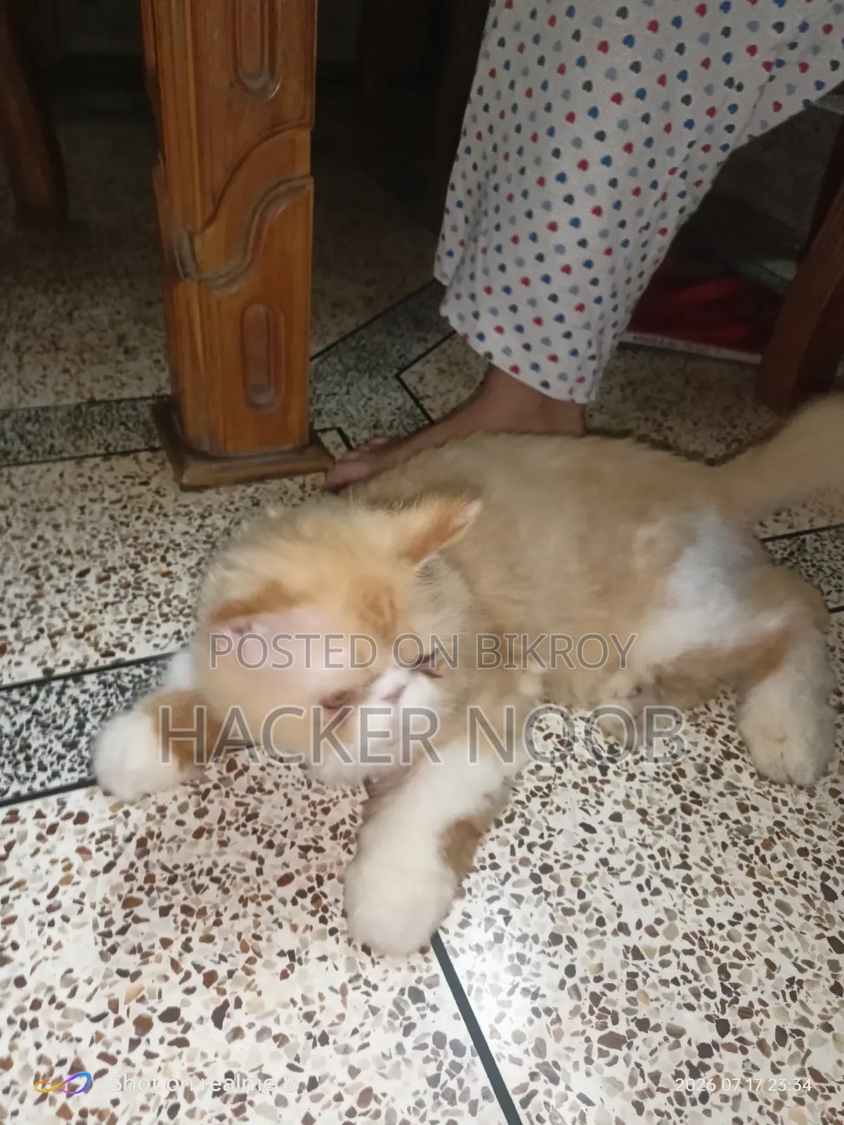6-12 Months Male Purebred Persian