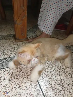 6-12 Months Male Purebred Persian