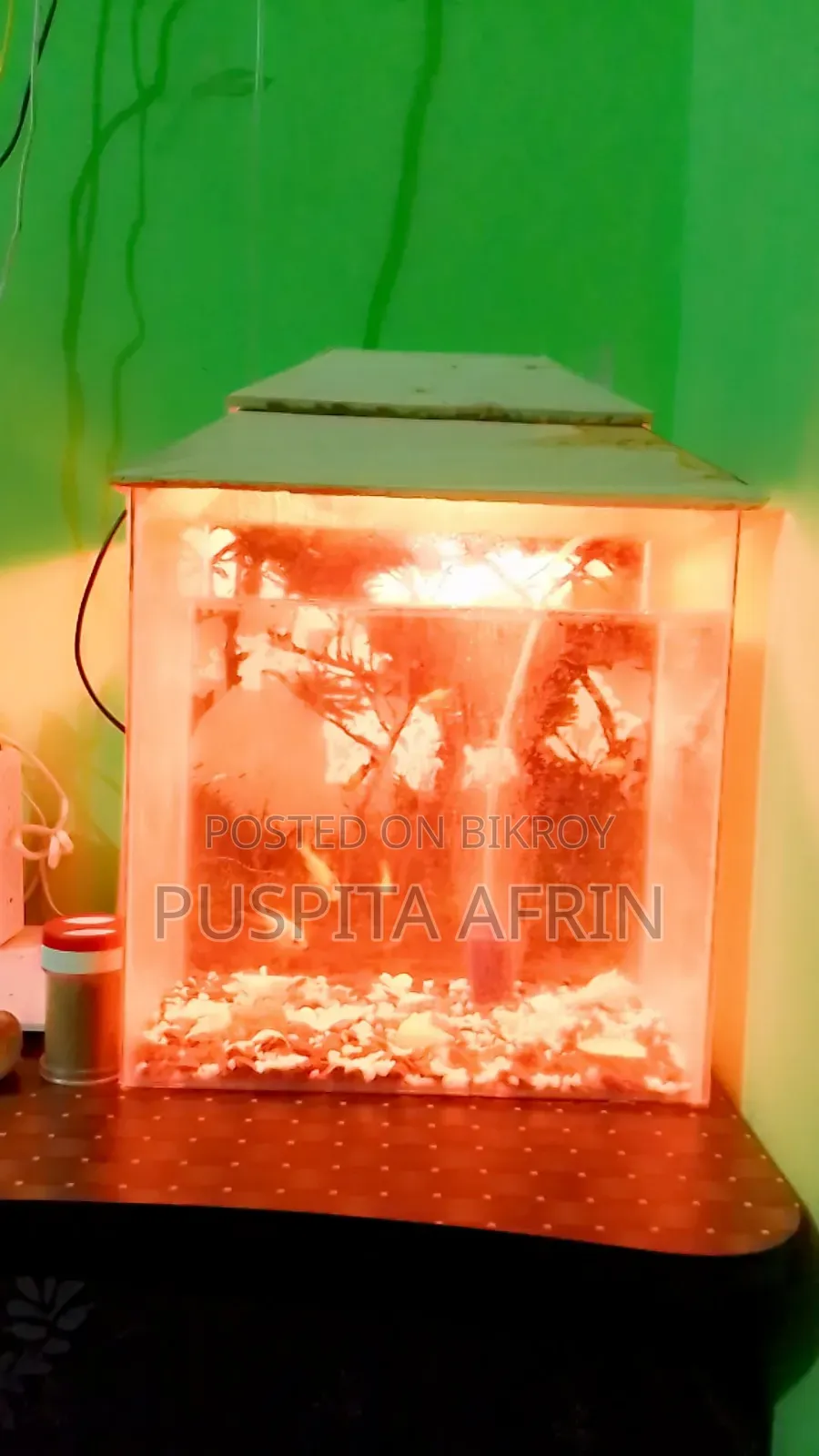 Full Set Up Aquarium