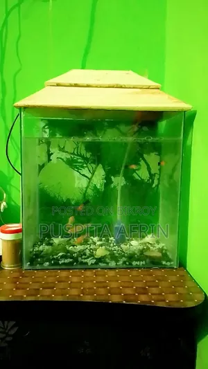 Full Set Up Aquarium