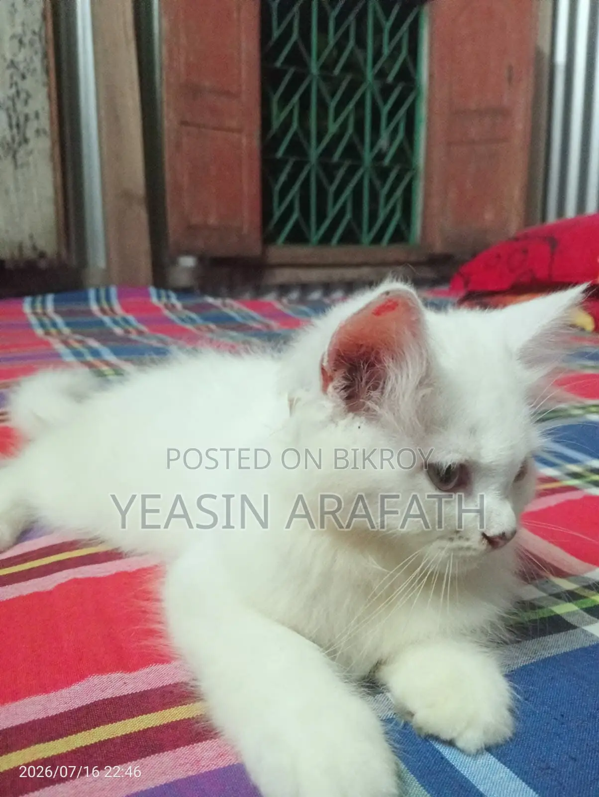 1-3 Months Male Purebred Persian