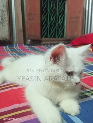 1-3 Months Male Purebred Persian