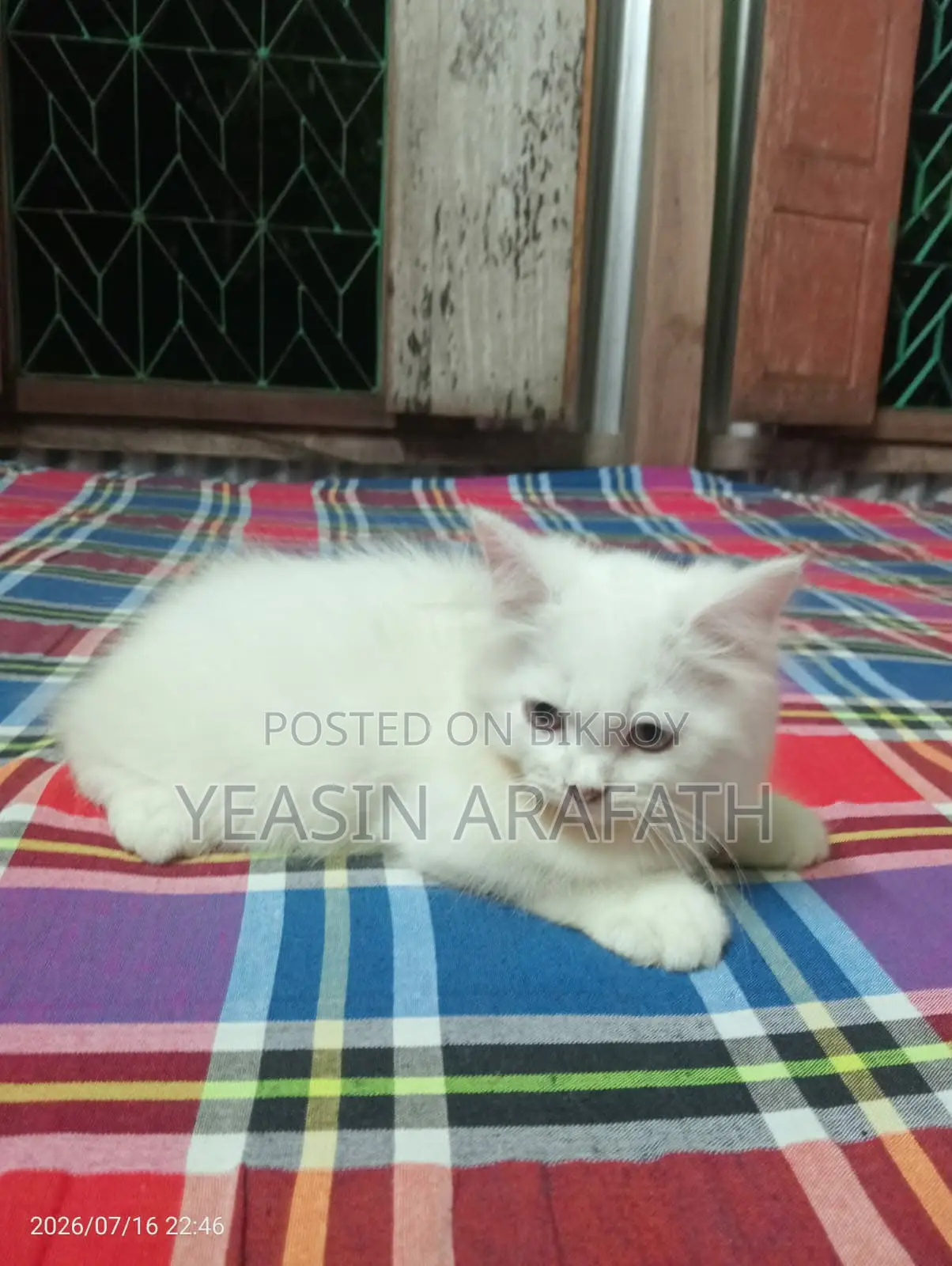 1-3 Months Male Purebred Persian