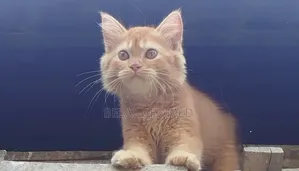 3-6 Months Female Purebred Persian