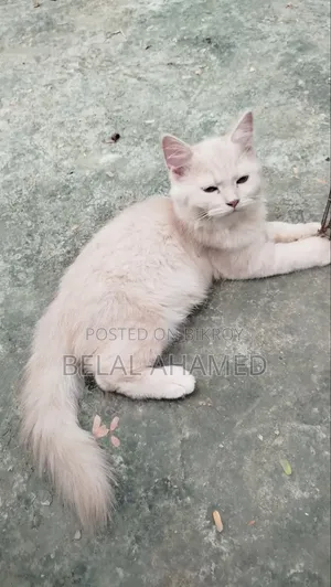 ৩-৬ মাস বয়সী ফিমেল পিওর পার্সিয়ান