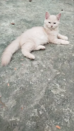 ৩-৬ মাস বয়সী ফিমেল পিওর পার্সিয়ান