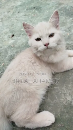 ৩-৬ মাস বয়সী ফিমেল পিওর পার্সিয়ান