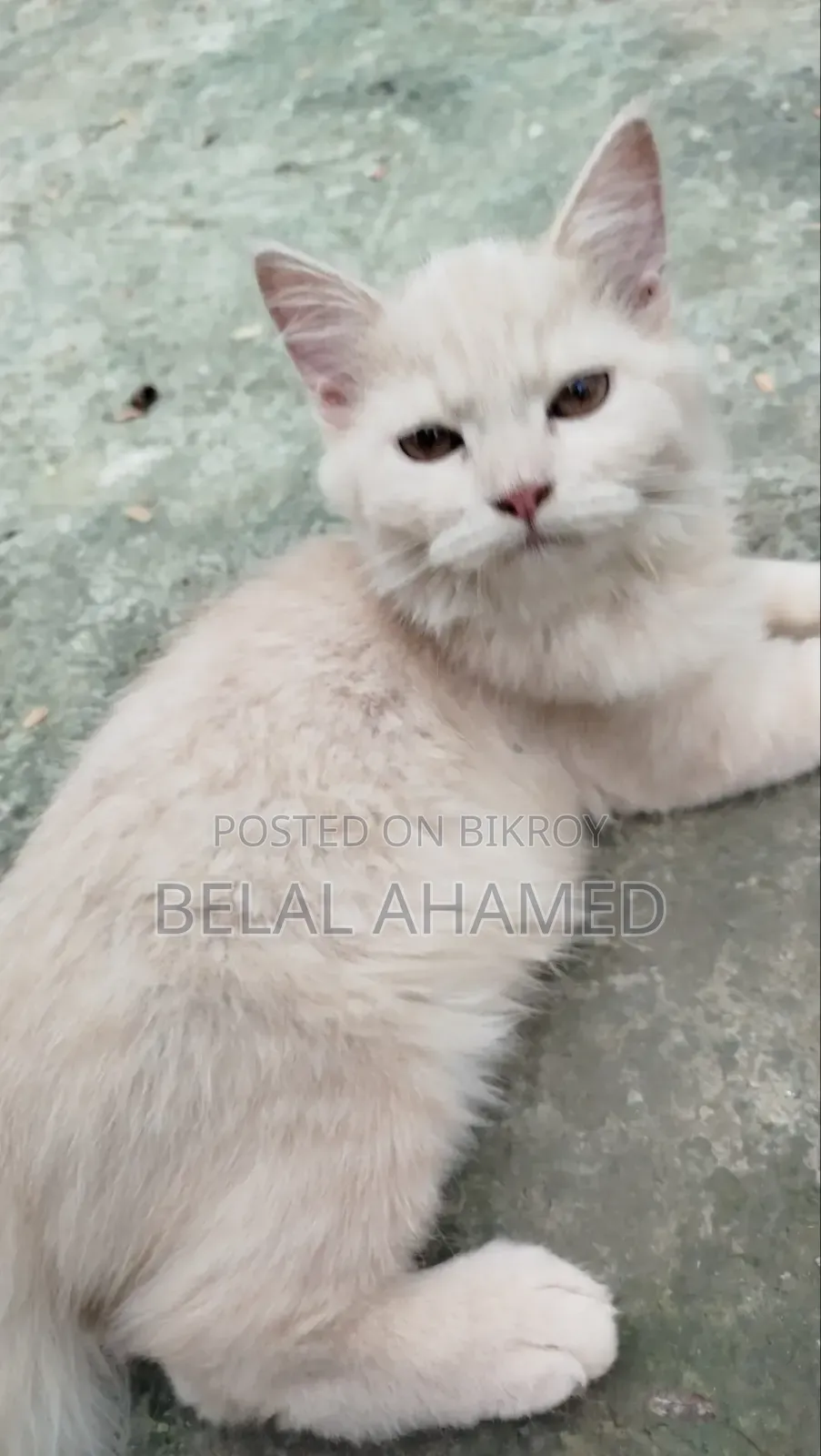৩-৬ মাস বয়সী ফিমেল পিওর পার্সিয়ান