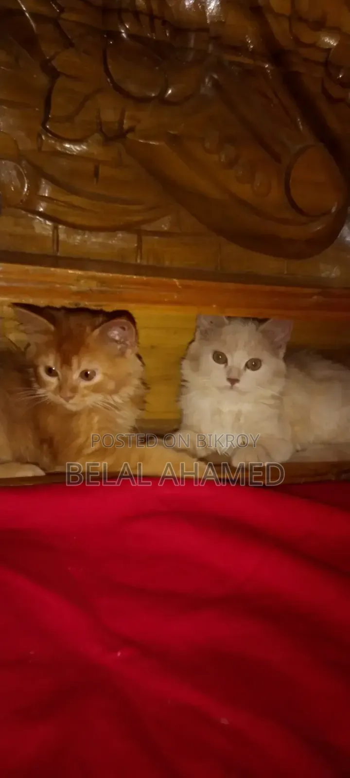 ৩-৬ মাস বয়সী ফিমেল পিওর পার্সিয়ান