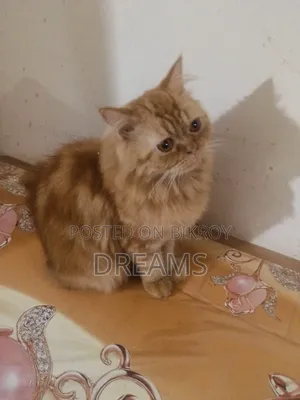 1+ Year Female Purebred Persian Cat