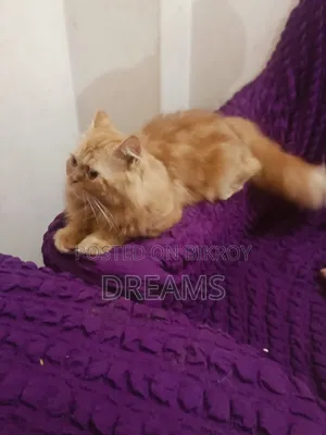 1+ Year Female Purebred Persian Cat