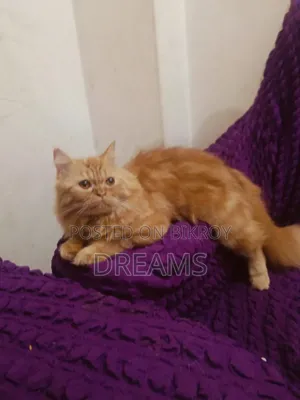 1+ Year Female Purebred Persian Cat