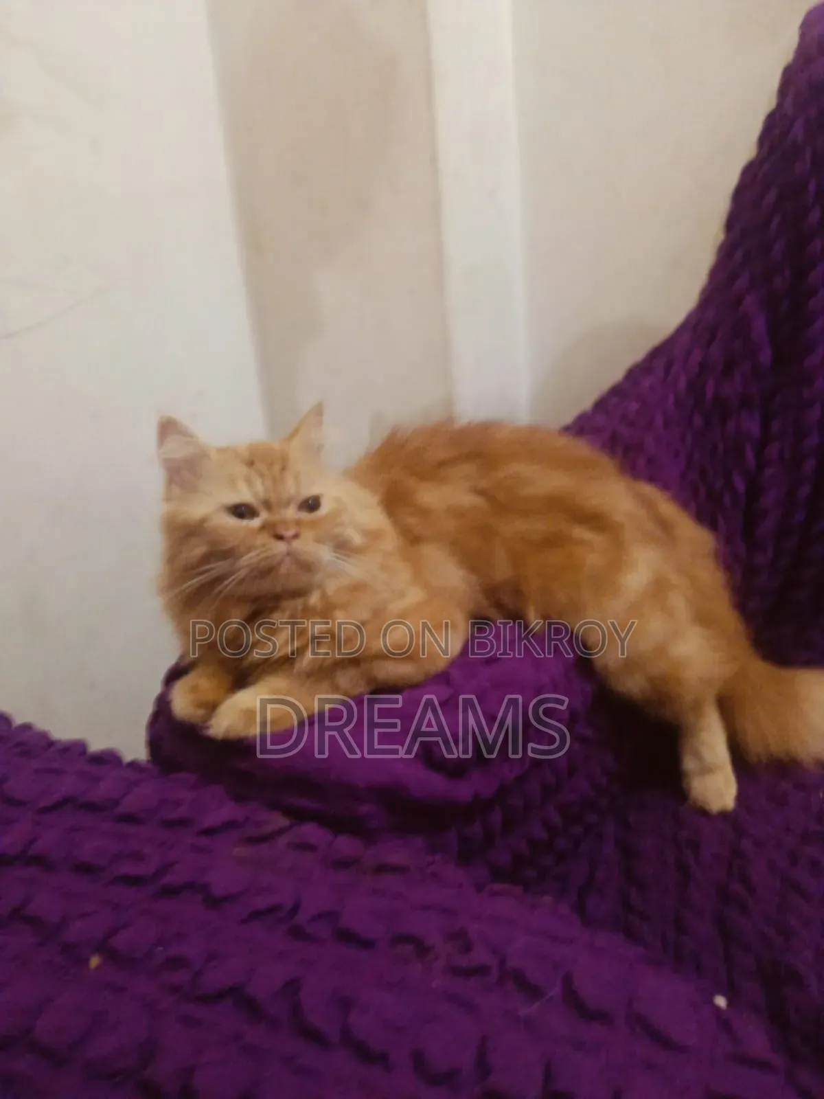 1+ Year Female Purebred Persian Cat
