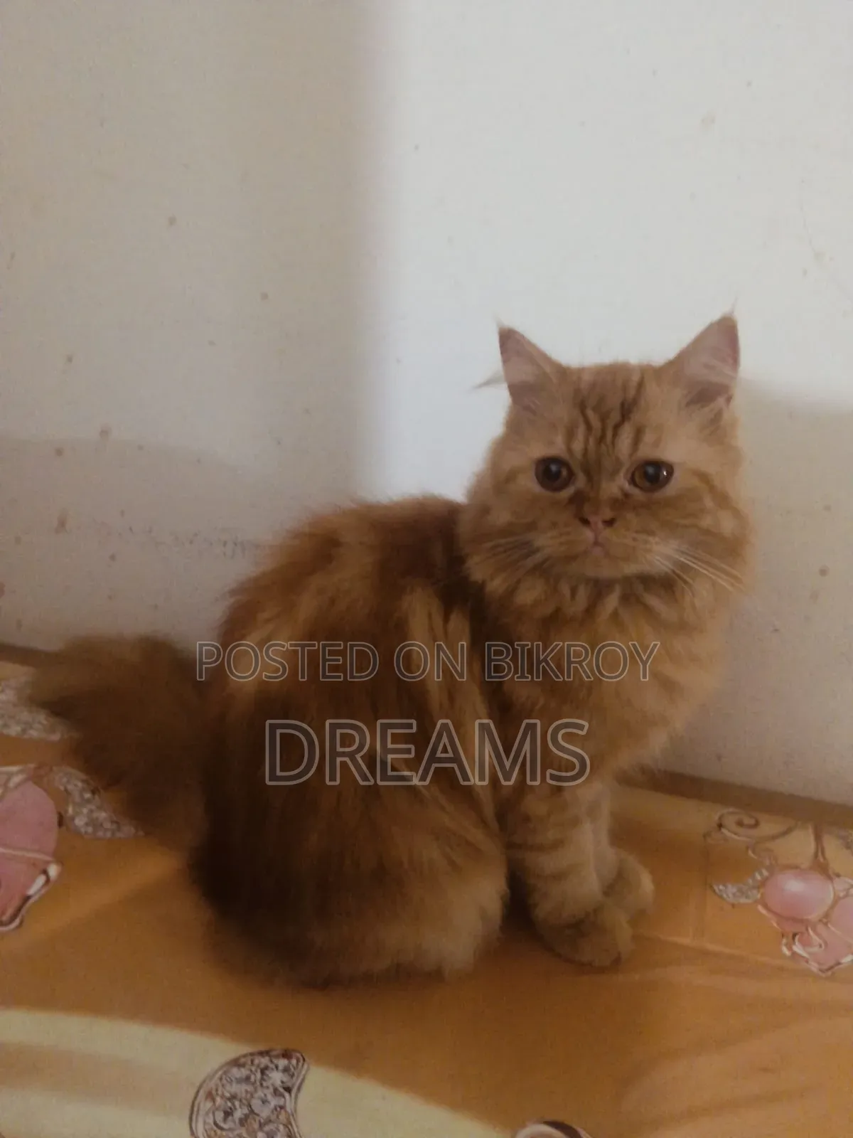 1+ Year Female Purebred Persian Cat