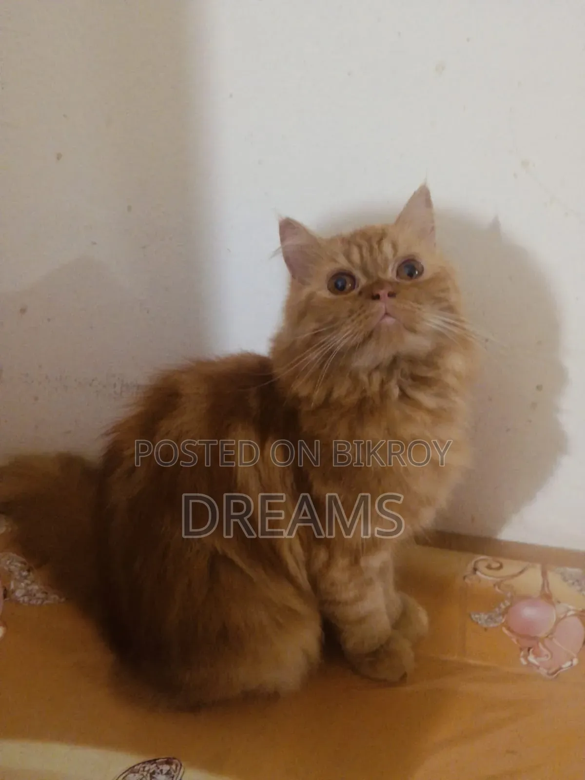 1+ Year Female Purebred Persian Cat