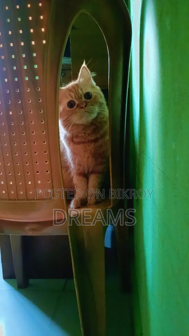 1+ Year Female Purebred Persian Cat