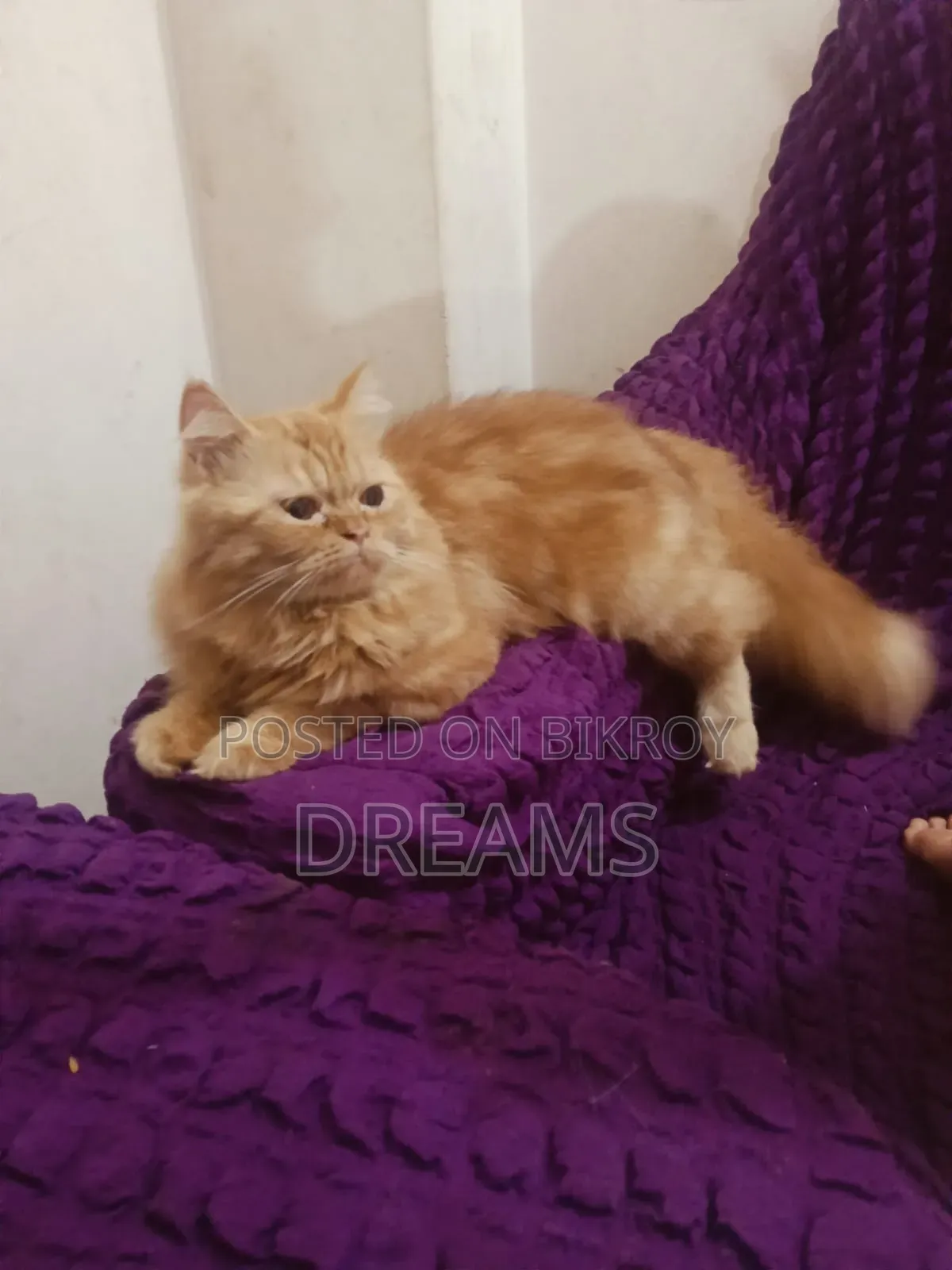 1+ Year Female Purebred Persian Cat