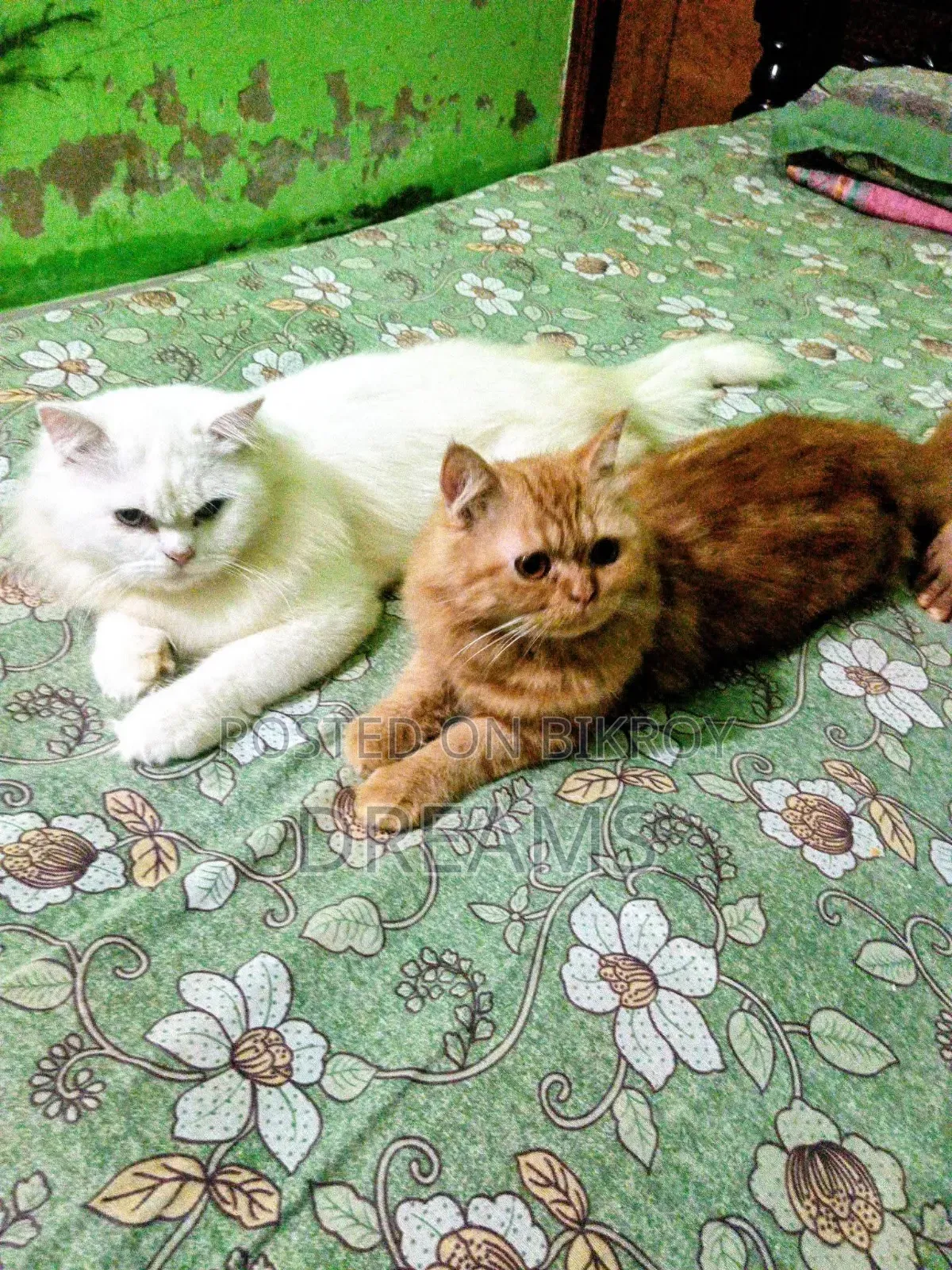 1+ Year Female Purebred Persian Cat