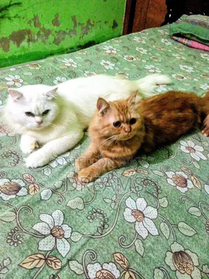 1+ Year Female Purebred Persian Cat