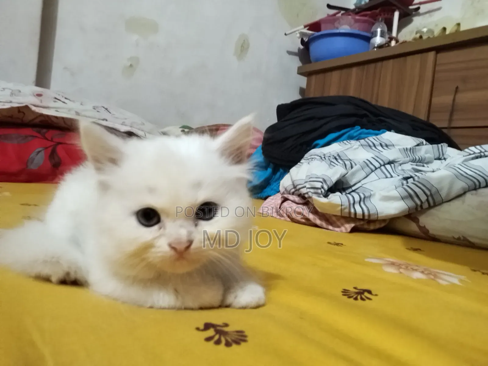 1-3 Months Female Purebred Persian