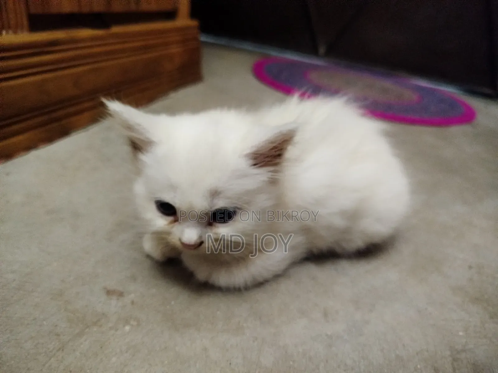 1-3 Months Female Purebred Persian