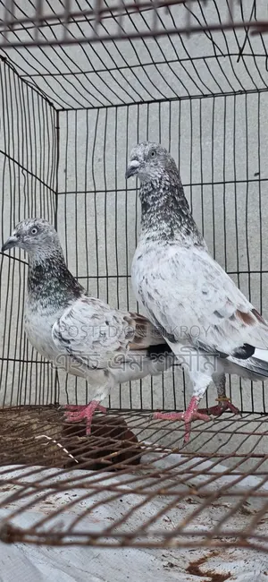 Running Pair