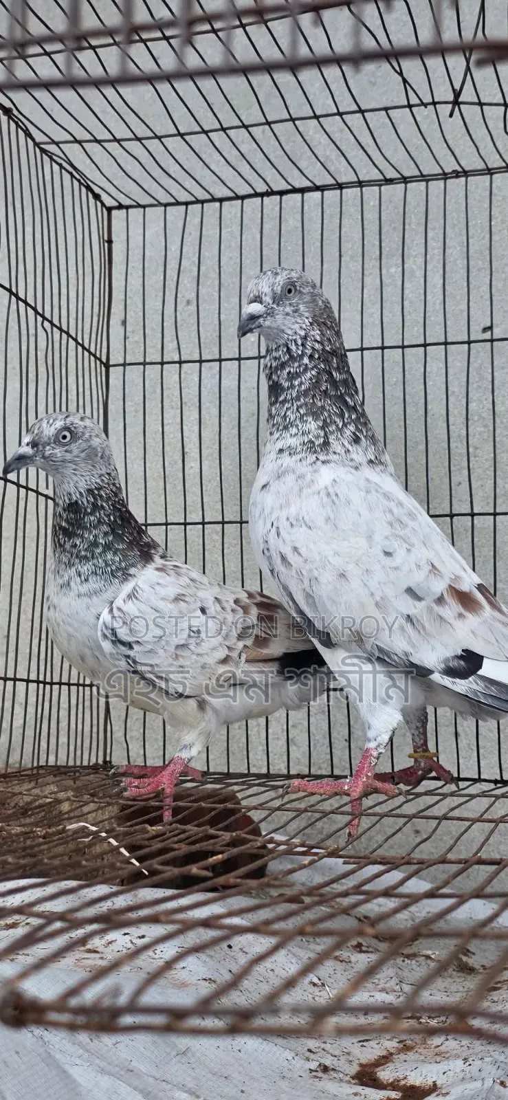 Running Pair
