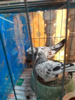 গিরিবাজ কবুতর রানিং পেয়ার