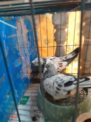 গিরিবাজ কবুতর রানিং পেয়ার
