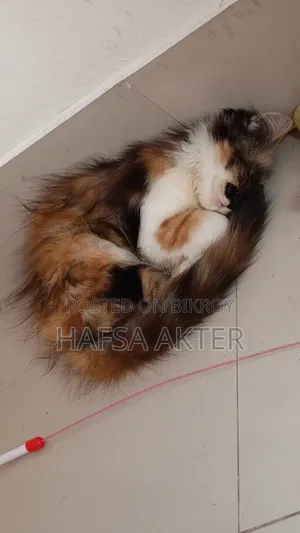 3-6 Months Male Purebred Persian