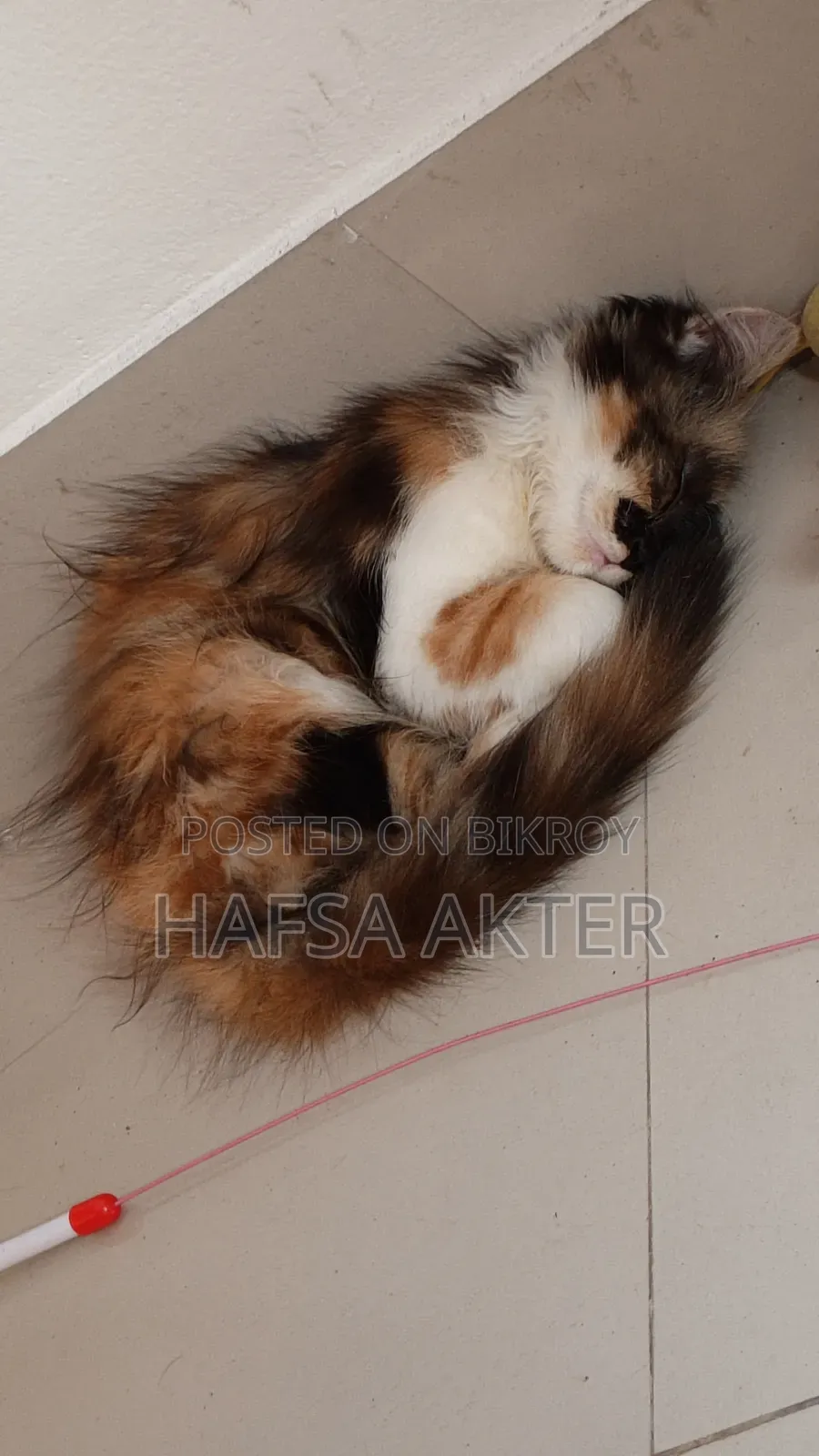 3-6 Months Male Purebred Persian