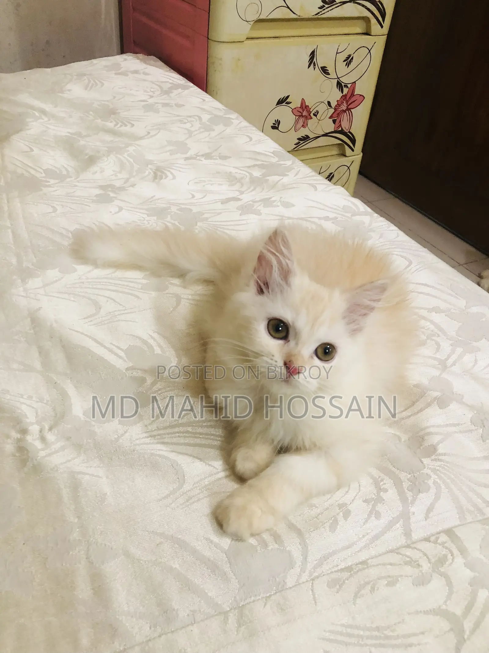 1-3 Months Female Mixed Breed Persian