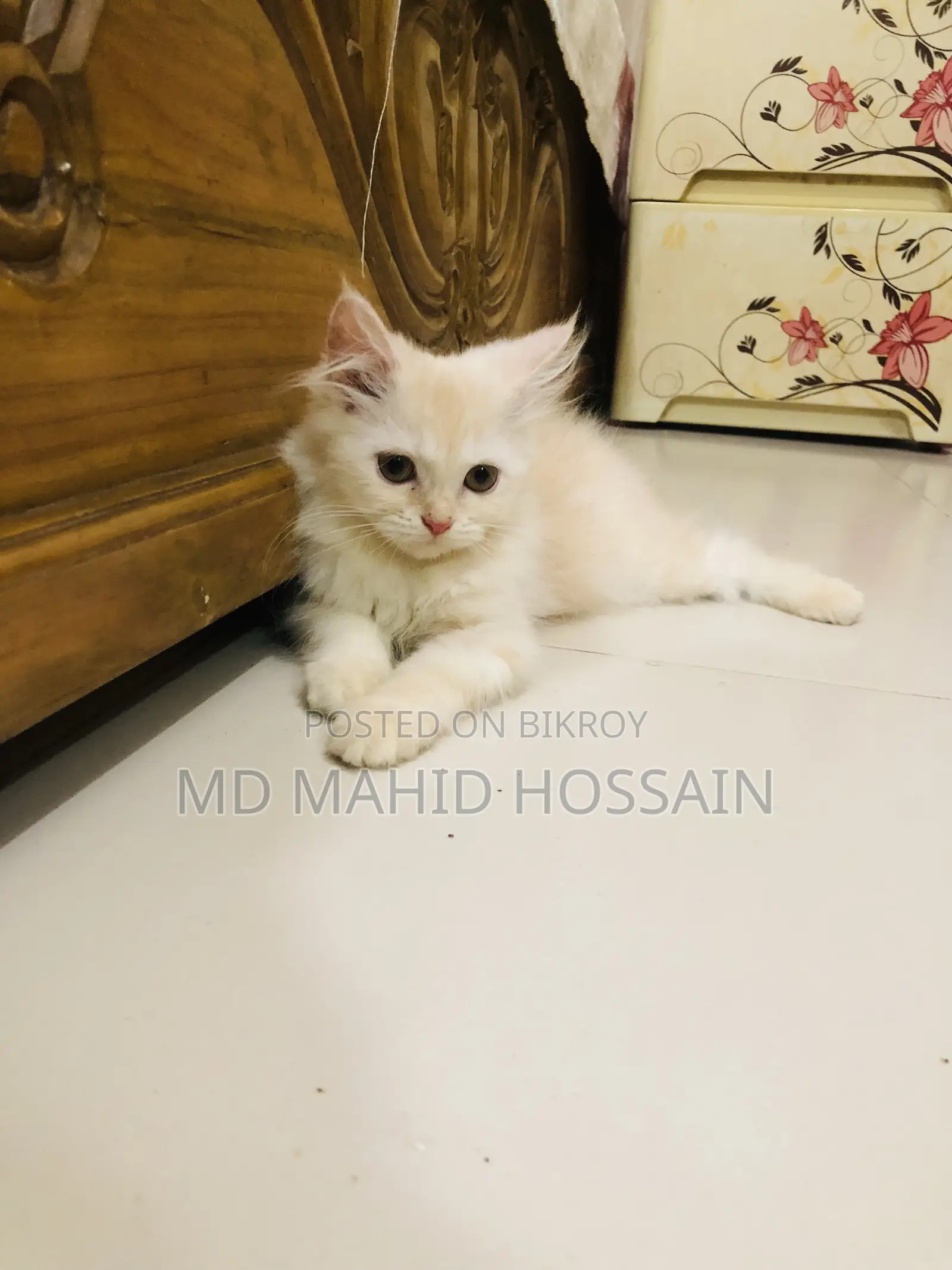 1-3 Months Female Mixed Breed Persian
