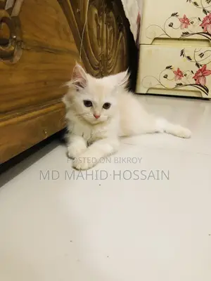 1-3 Months Female Mixed Breed Persian