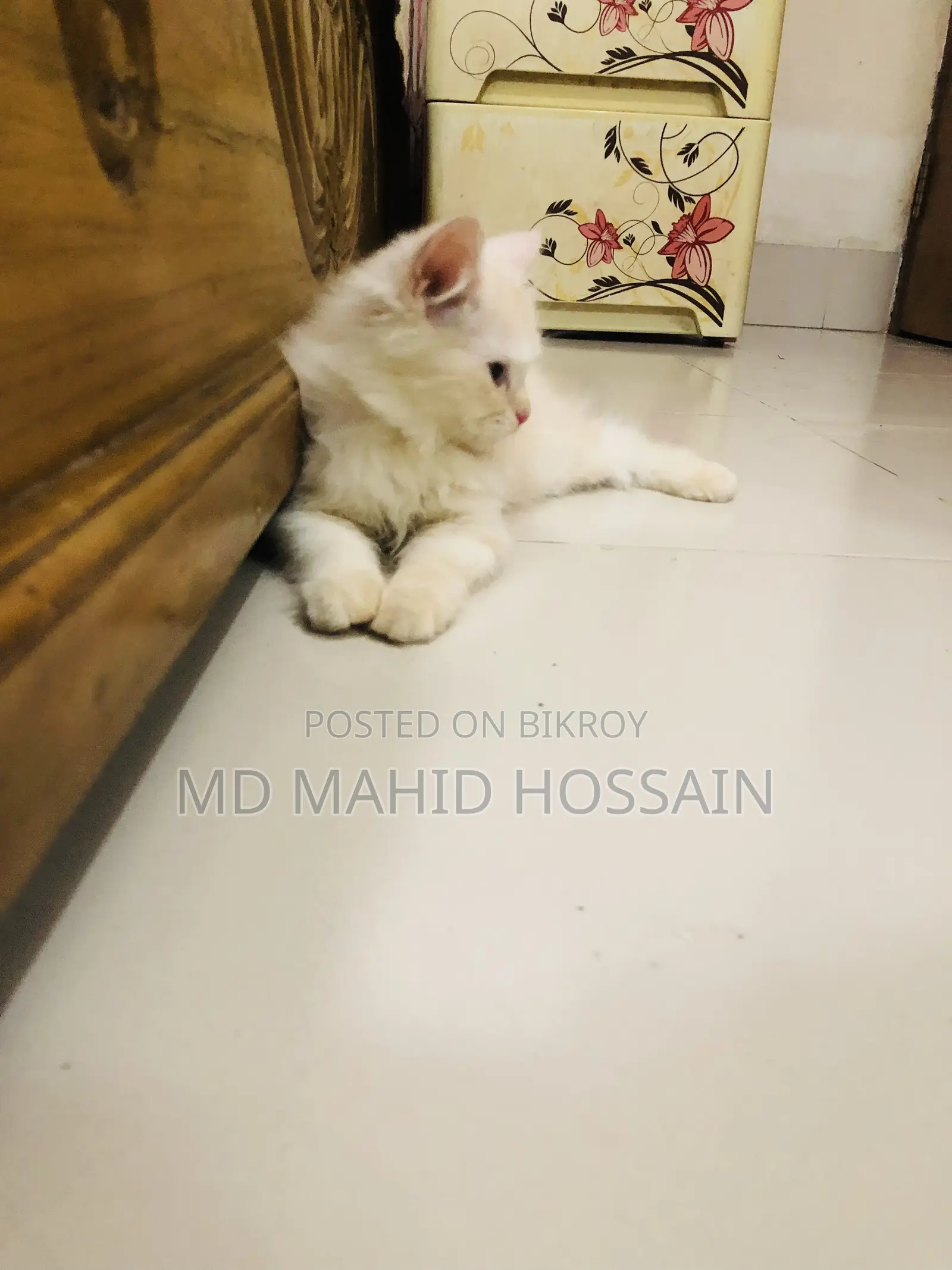 1-3 Months Female Mixed Breed Persian
