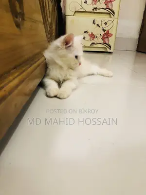 1-3 Months Female Mixed Breed Persian