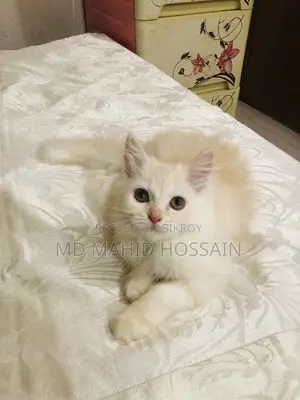 1-3 Months Female Mixed Breed Persian
