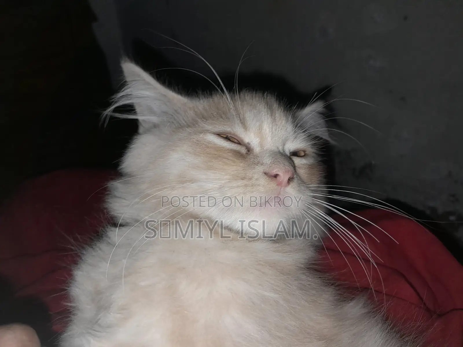 3-6 Months Male Purebred Persian