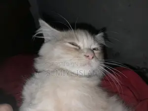 3-6 Months Male Purebred Persian